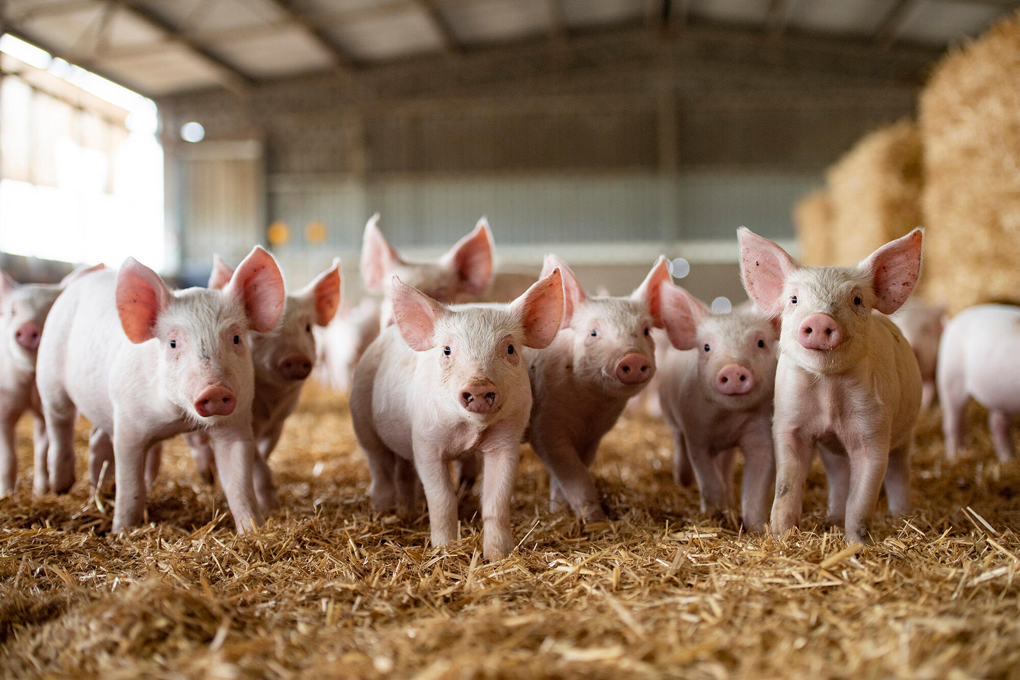 CareBox controlled atmosphere dispatch unit for biosecurity and animal welfare