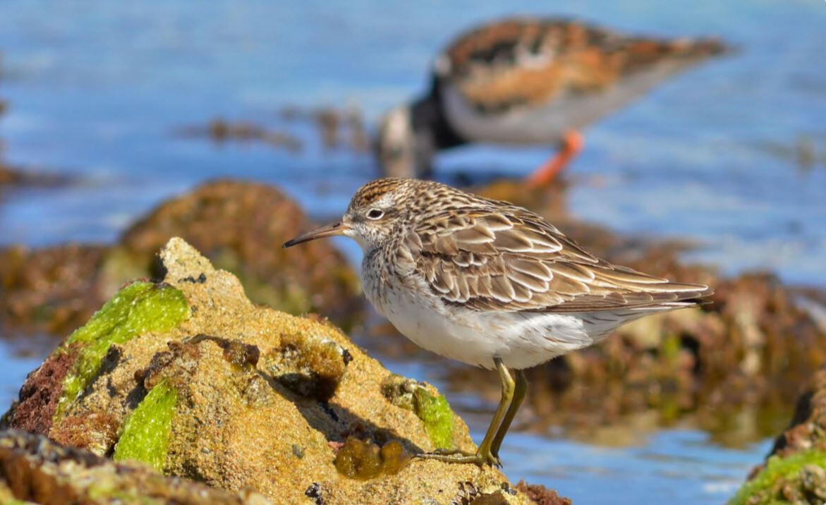 CareBox controlled atmosphere dispatch unit for biosecurity and animal welfare